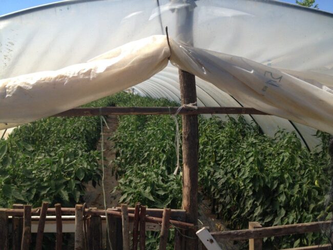 Greenhouse3-1024×768