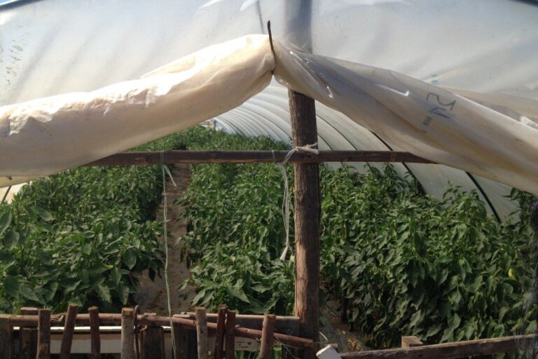 Greenhouse3-1024×768